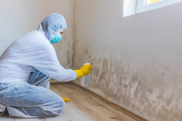 Licensed Basement Mold Remediation service in Ridgefield Park, NJ - Mold Remediation HQ