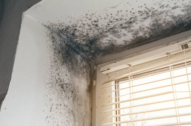 Affordable Basement Mold Remediation solutions in Ridgefield Park, NJ